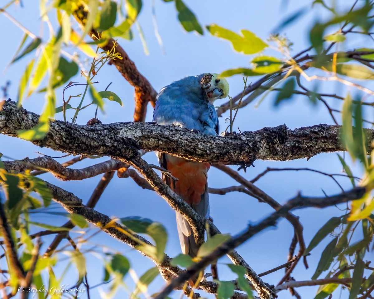 Pale-headed Rosella - ML644298953