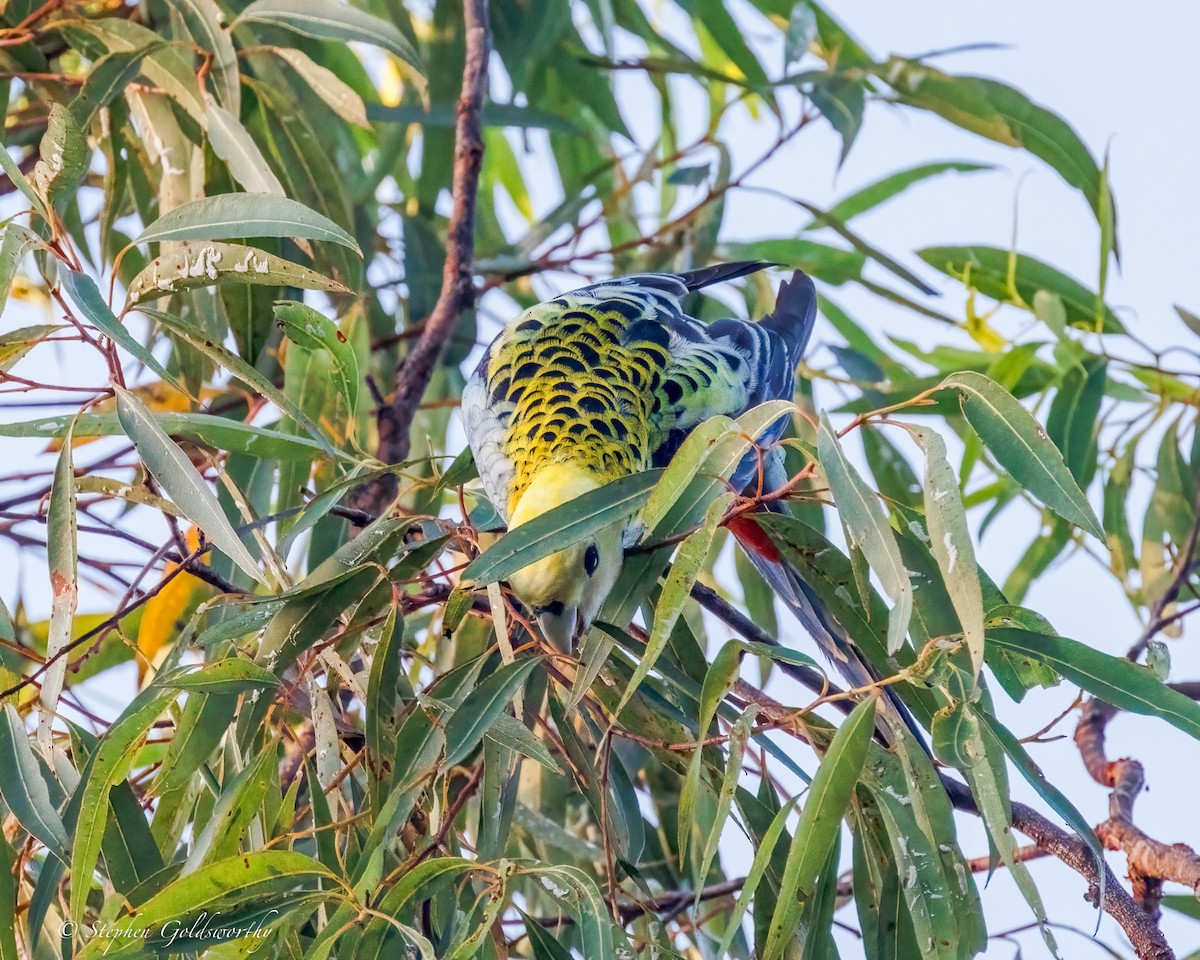 Pale-headed Rosella - ML644298954