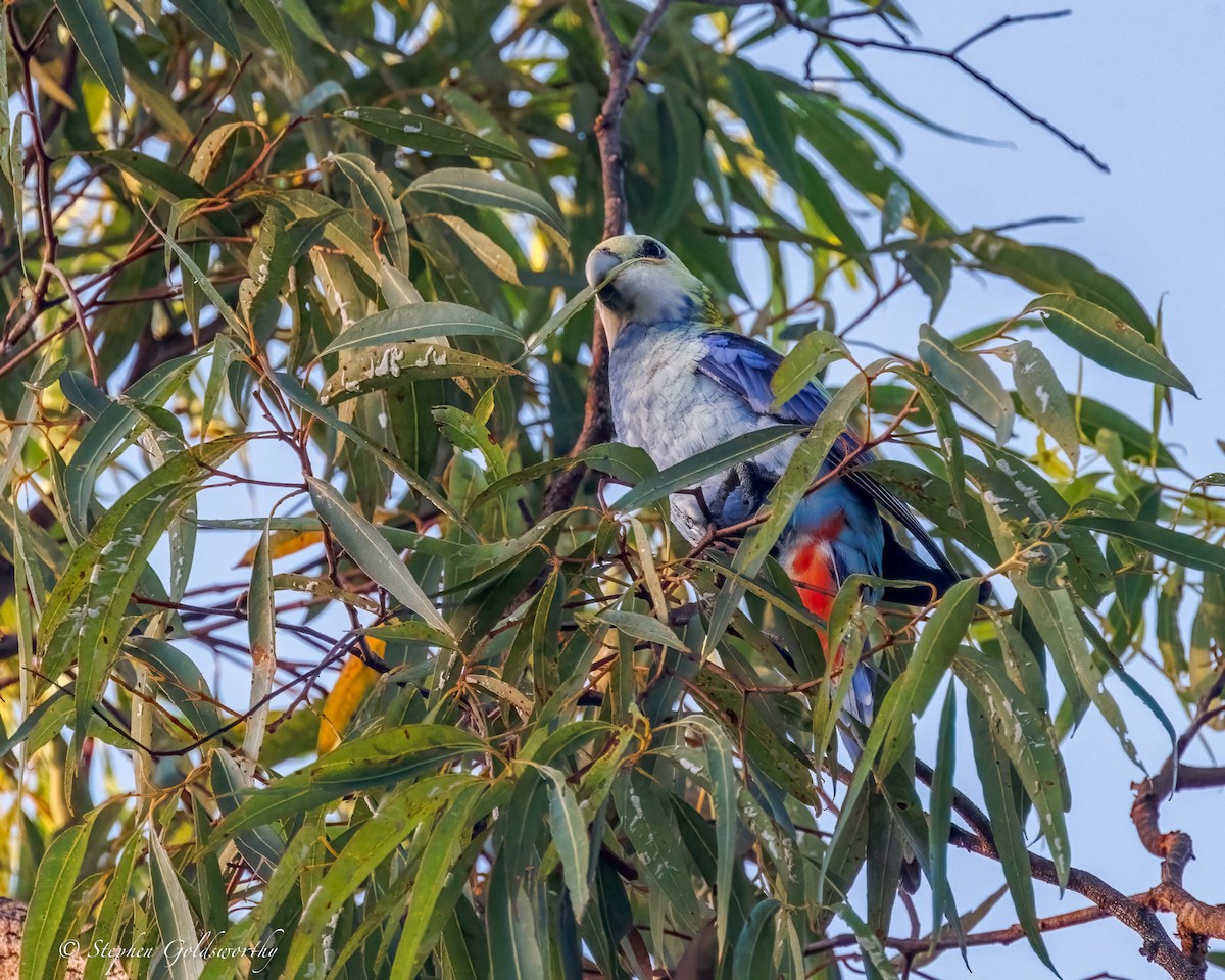 Pale-headed Rosella - ML644298955