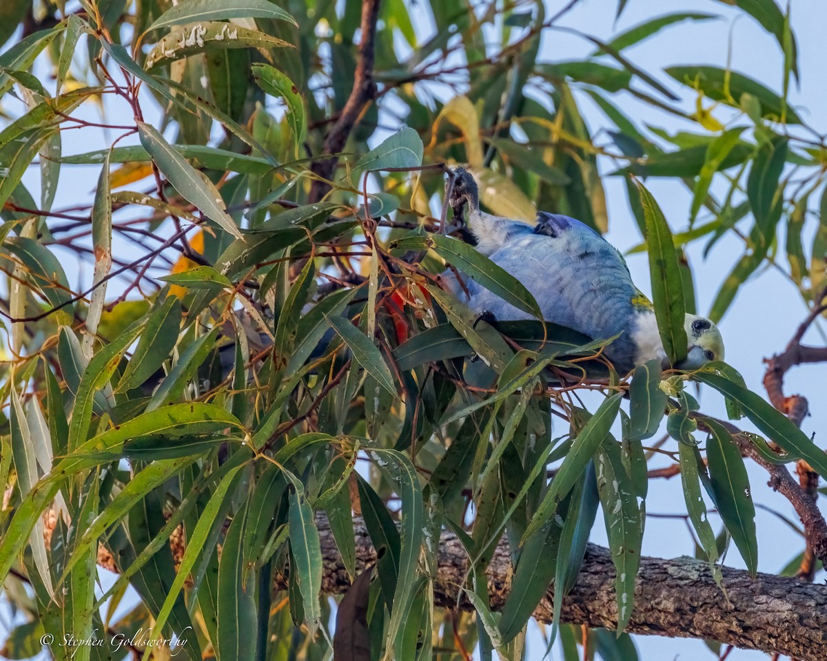 Pale-headed Rosella - ML644298956