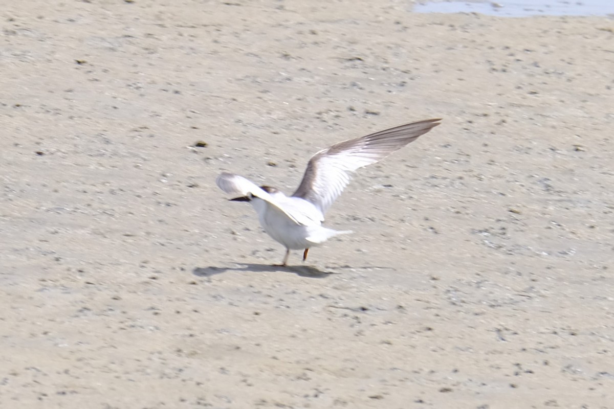 Little Tern - ML644298967