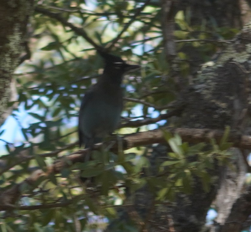 Стеллерова сойка - ML644298968