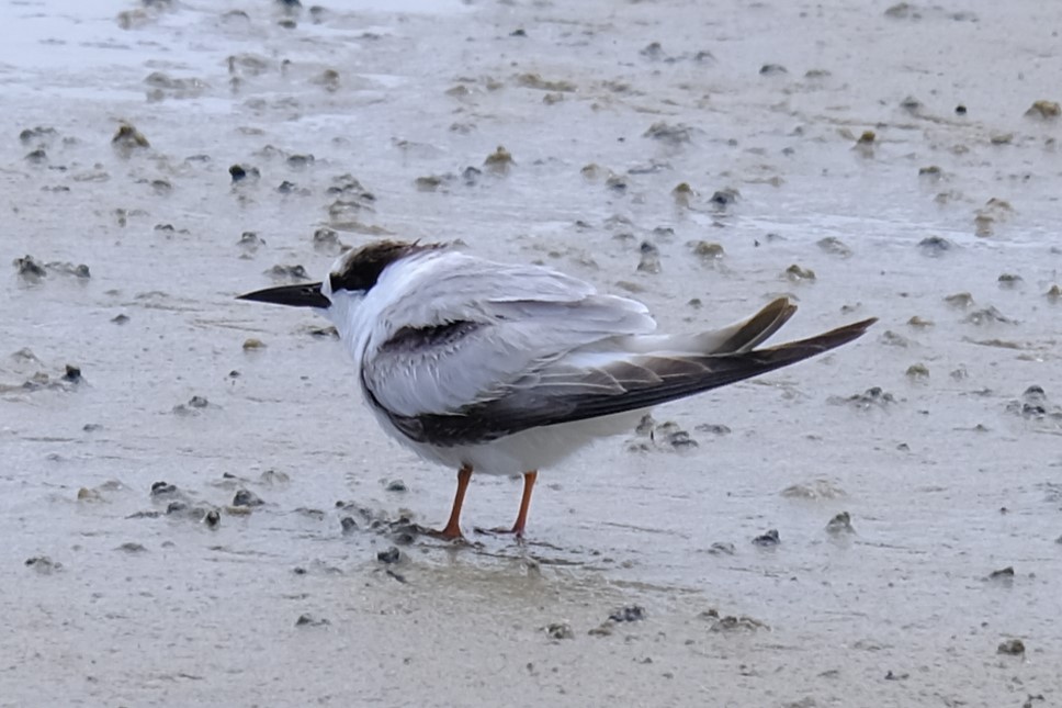 Little Tern - ML644298974
