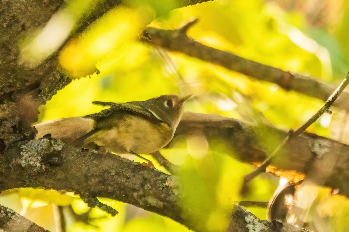 Ruby-crowned Kinglet - ML644298979