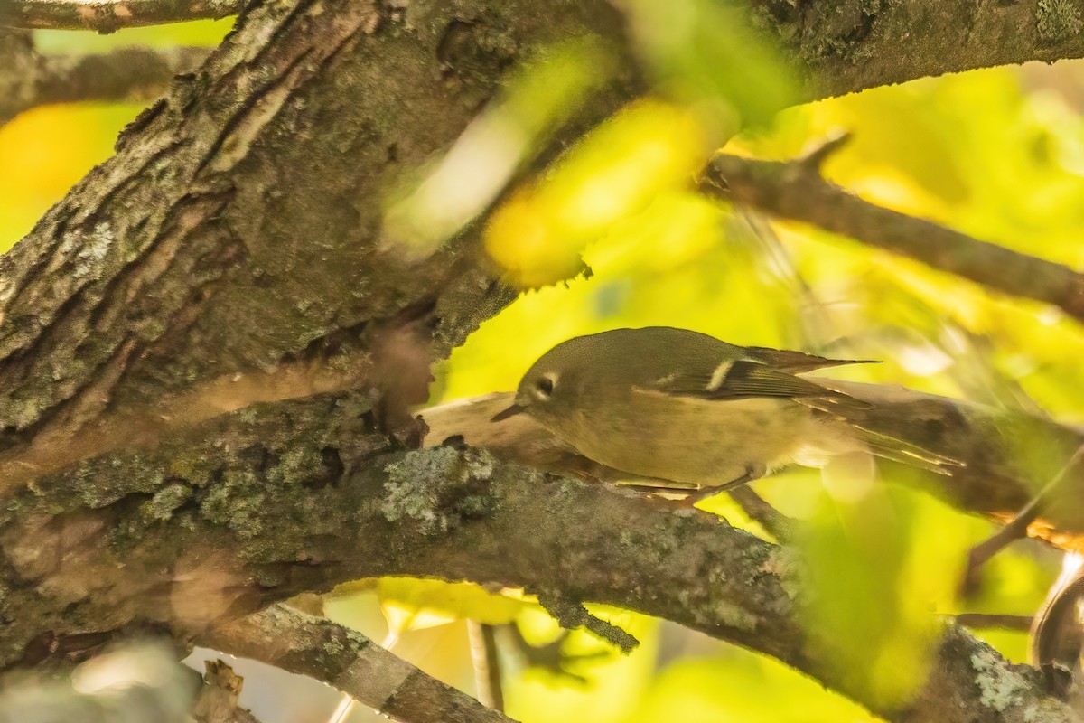 Ruby-crowned Kinglet - ML644298980