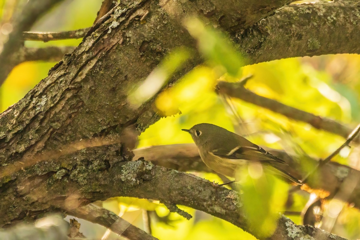 Ruby-crowned Kinglet - ML644298981