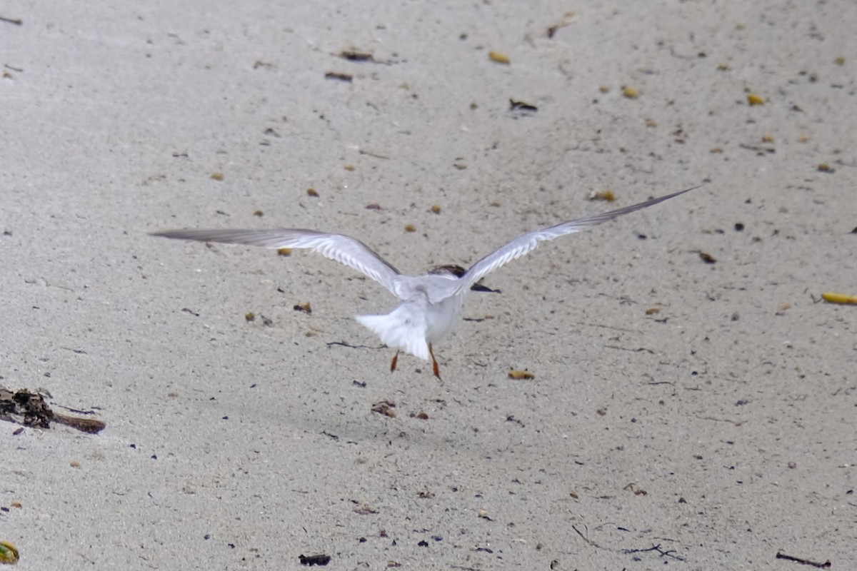 Little Tern - ML644298992