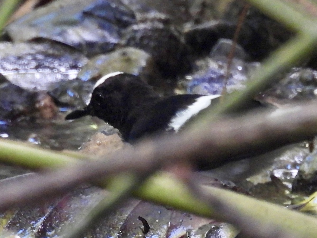 White-crowned Forktail - ML644298993