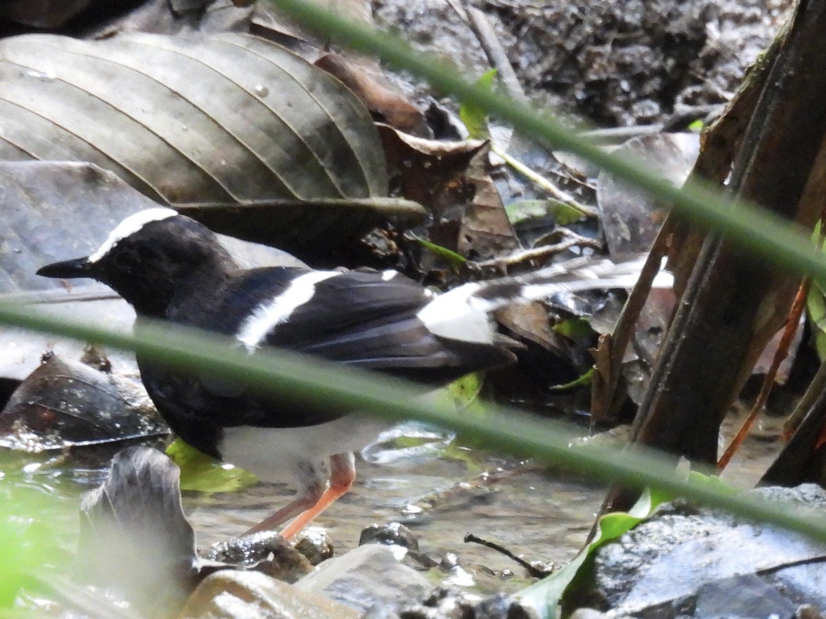 White-crowned Forktail - ML644298994