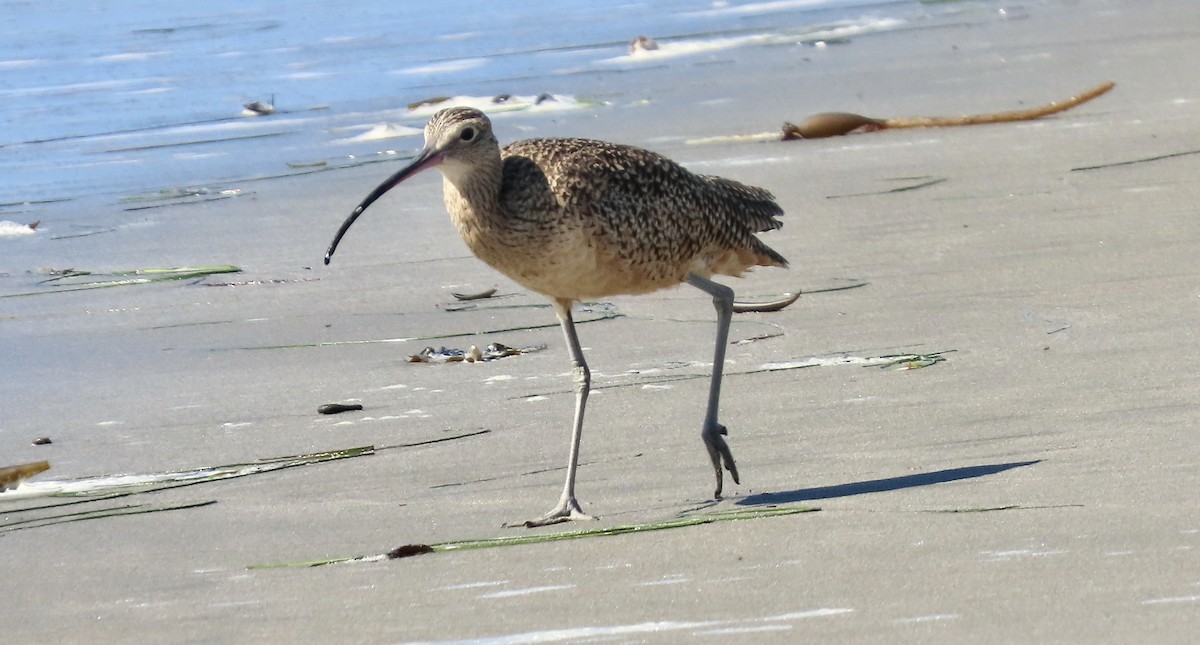 Long-billed Curlew - ML644298998