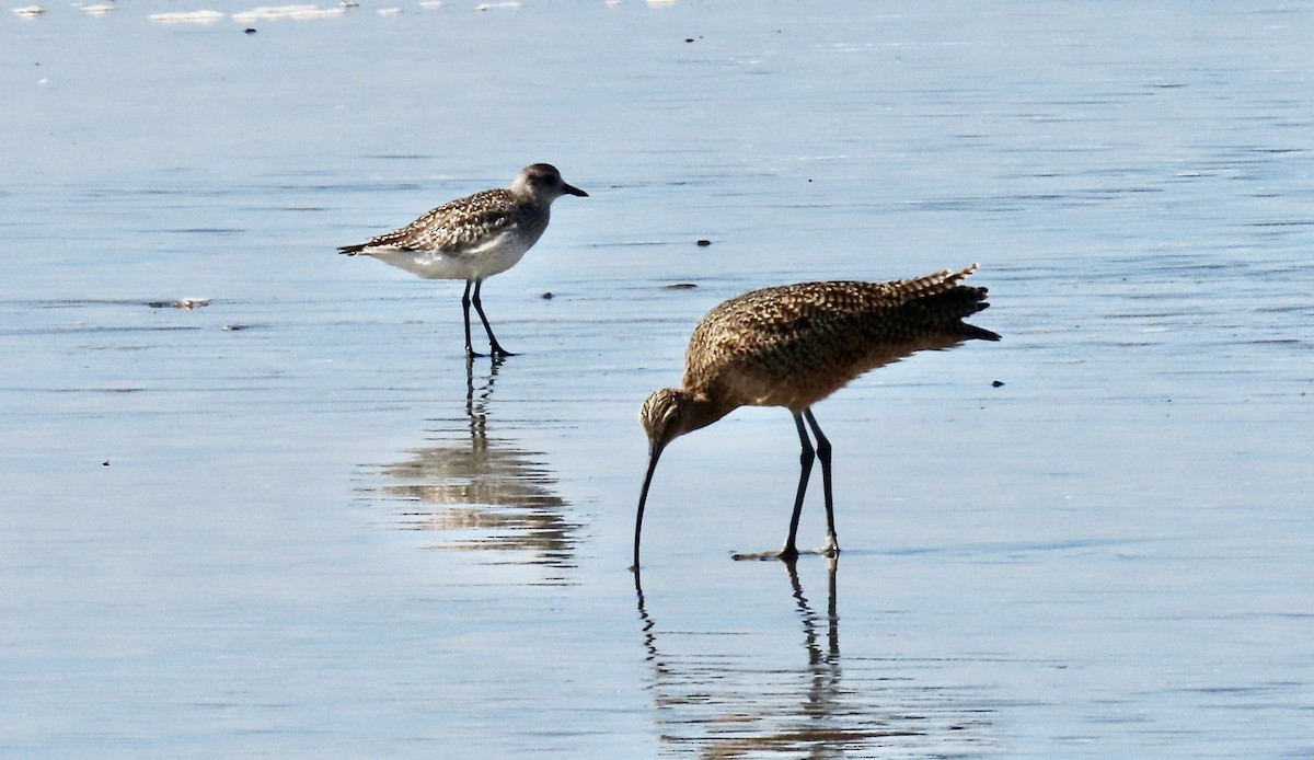 Long-billed Curlew - ML644299000