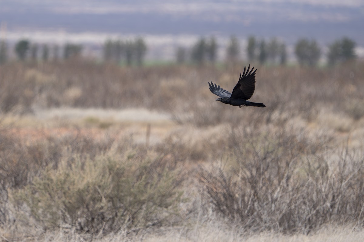 kaktusravn - ML644299001