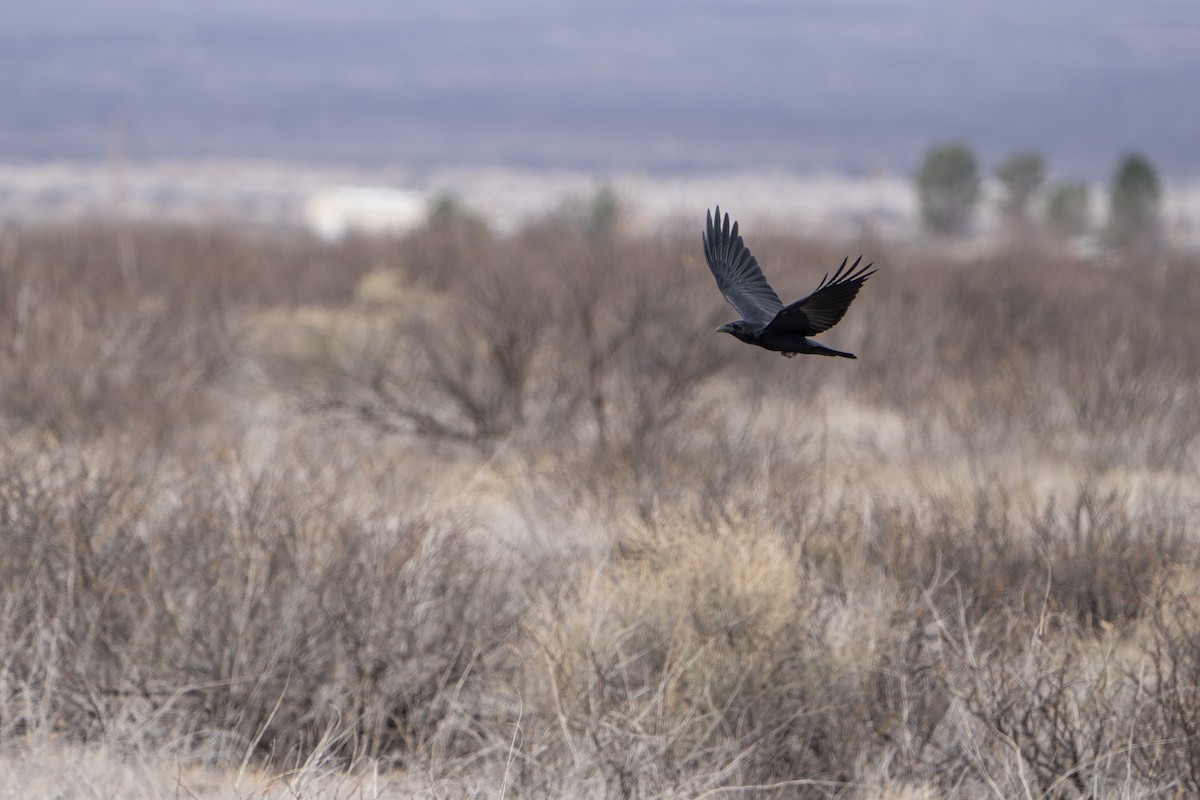 kaktusravn - ML644299002