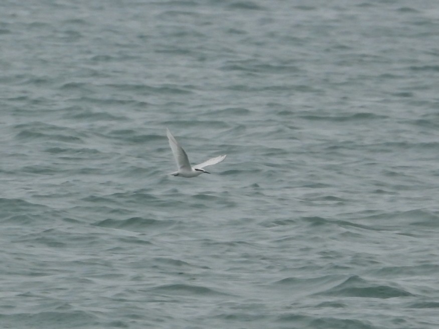 Black-naped Tern - ML644299019