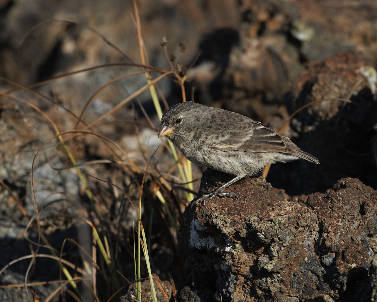Sharp-beaked Ground-Finch - ML644299020