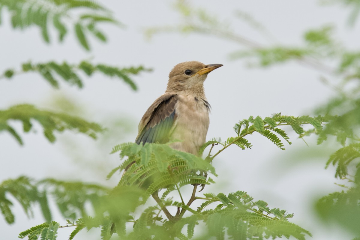 Étourneau roselin - ML644299038