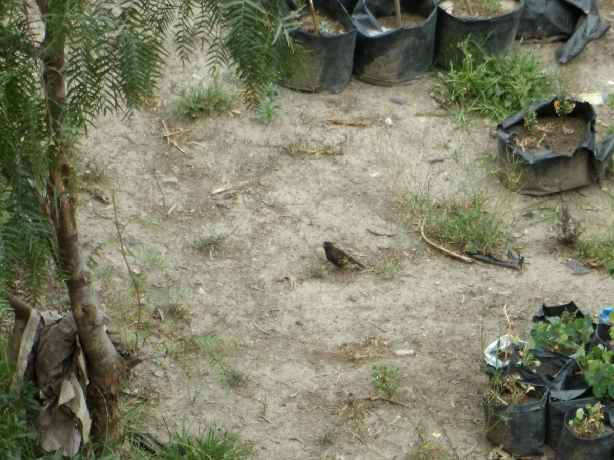 Schwarzzeisig - ML644299045