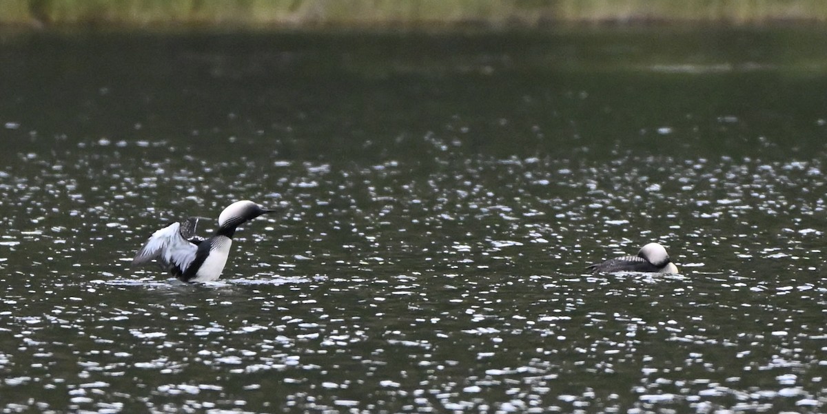 Pacific Loon - ML644299046