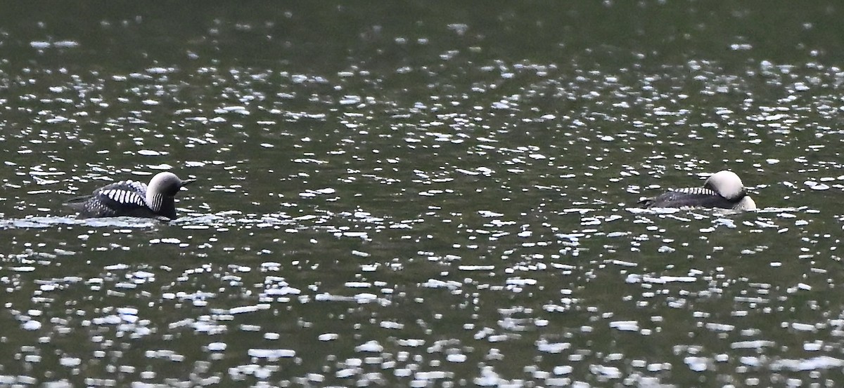 Pacific Loon - ML644299053