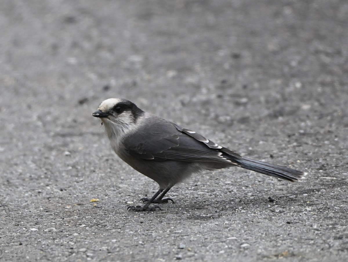 Canada Jay - ML644299099