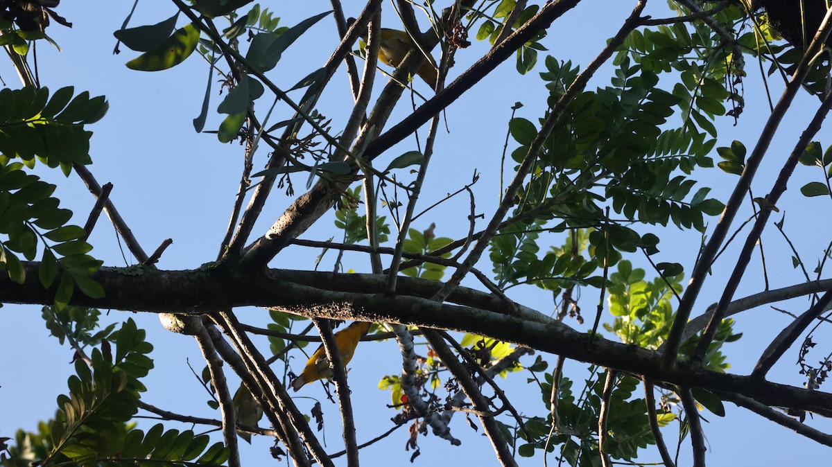 Yellow-throated Euphonia - ML644299106