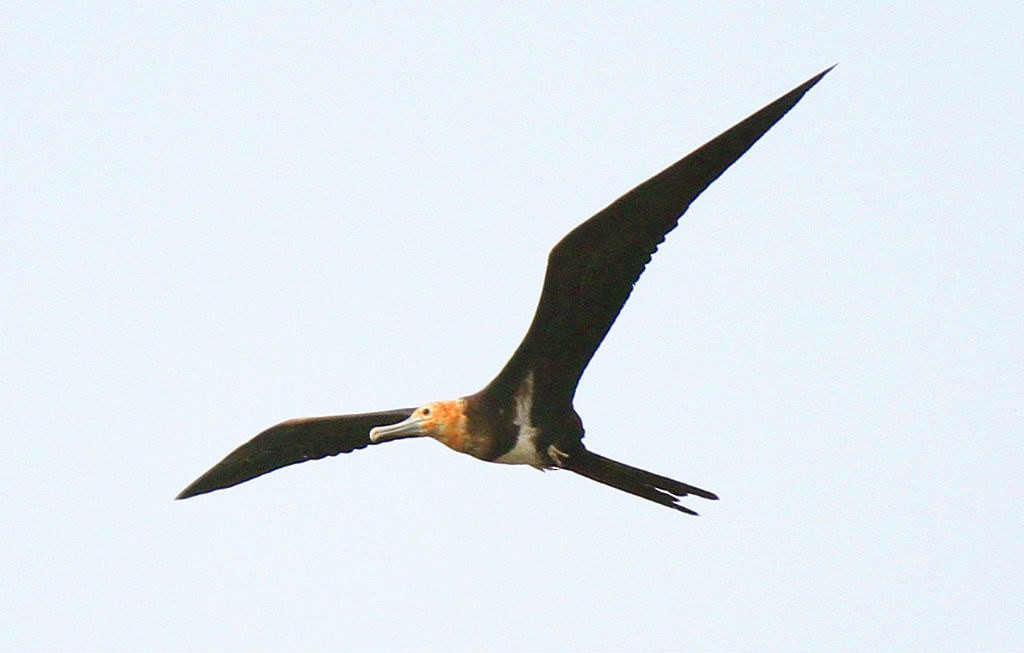 Lesser Frigatebird - PT xiao