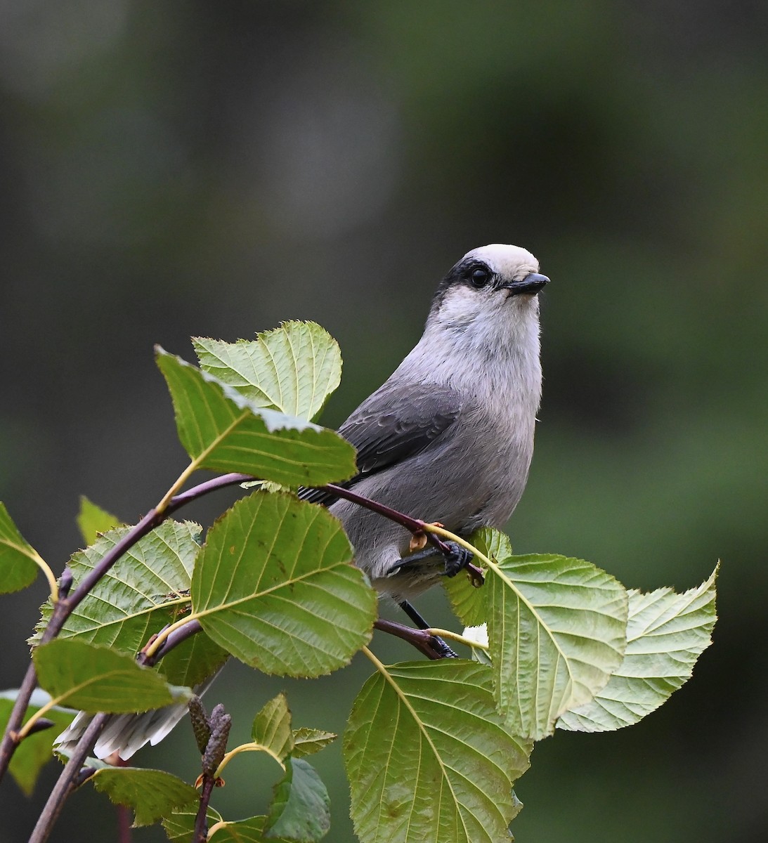 Canada Jay - ML644299118