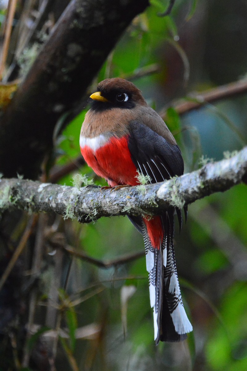 Trogon masqué - ML644299122