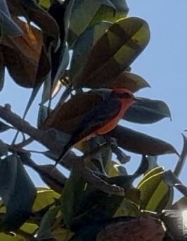 Vermilion Flycatcher - ML644299143