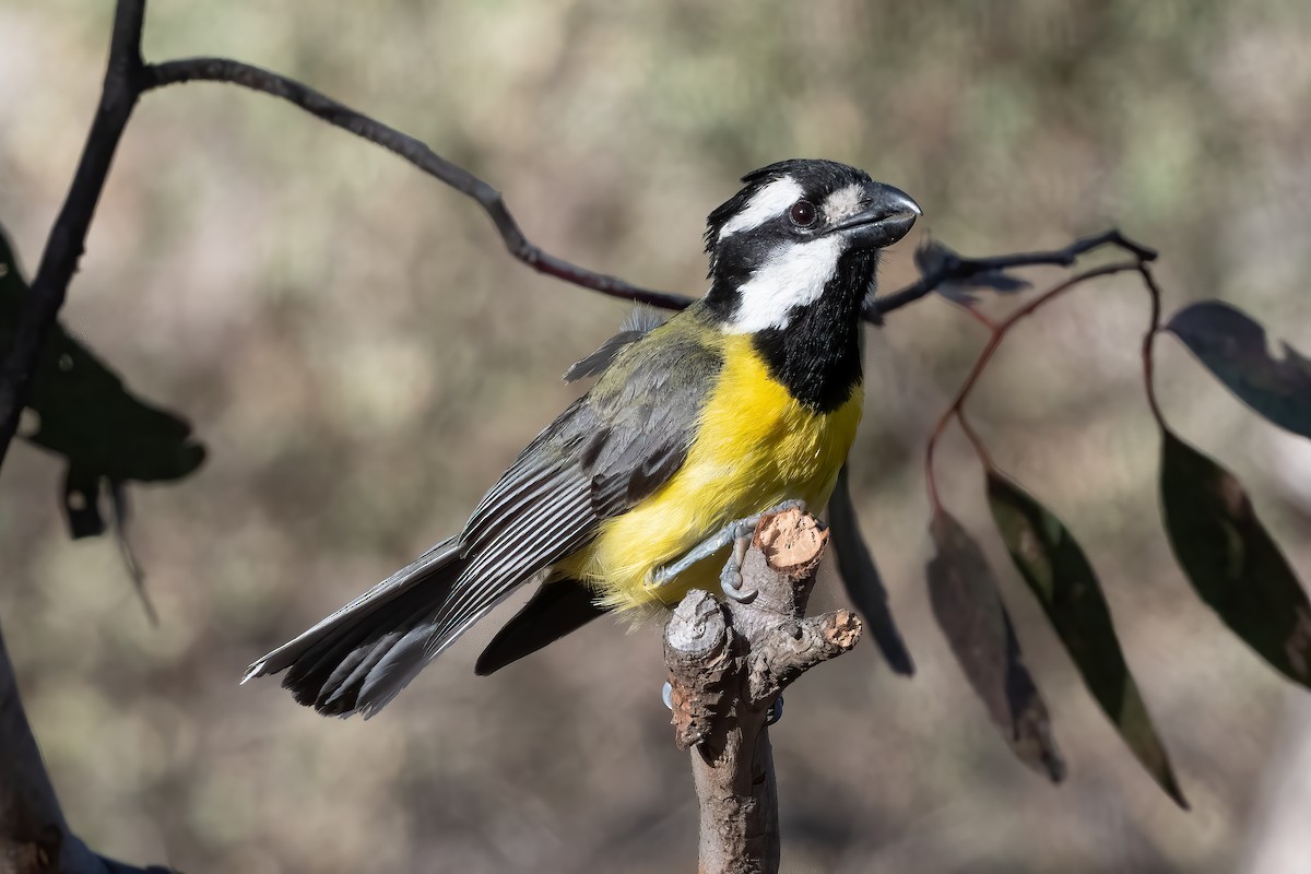 Doğulu Kerpetenkuşu - ML644299154