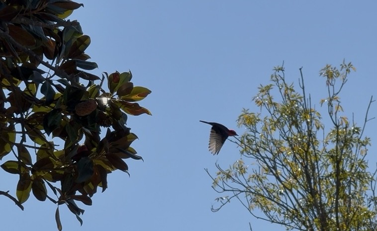 Vermilion Flycatcher - ML644299155