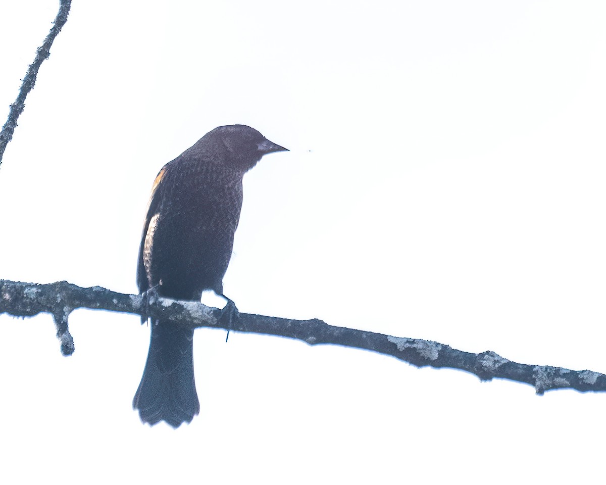 שחרורית אדומת-כנף - ML644299162