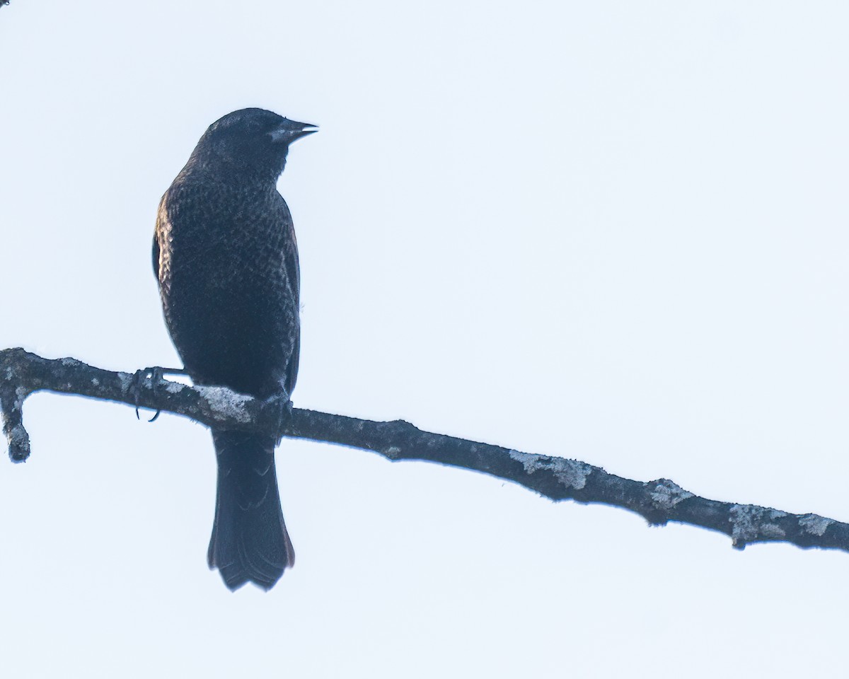 שחרורית אדומת-כנף - ML644299163