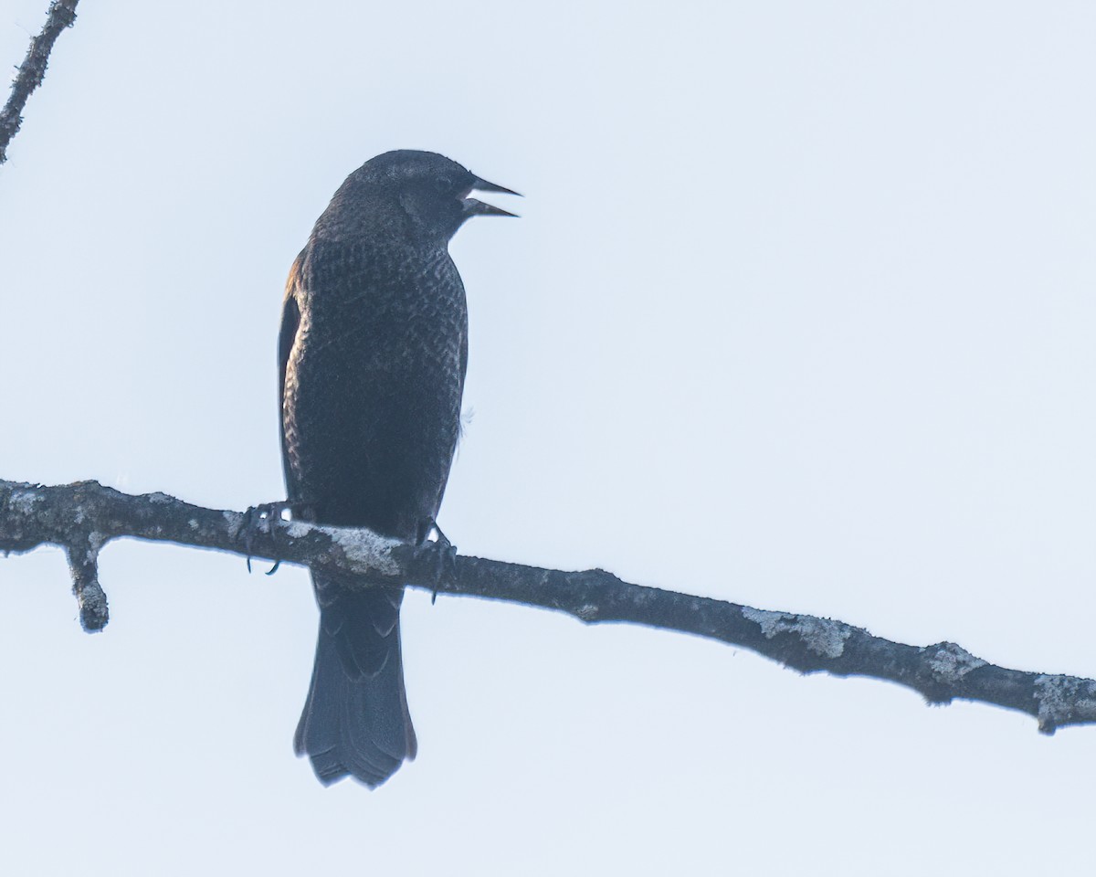 שחרורית אדומת-כנף - ML644299164