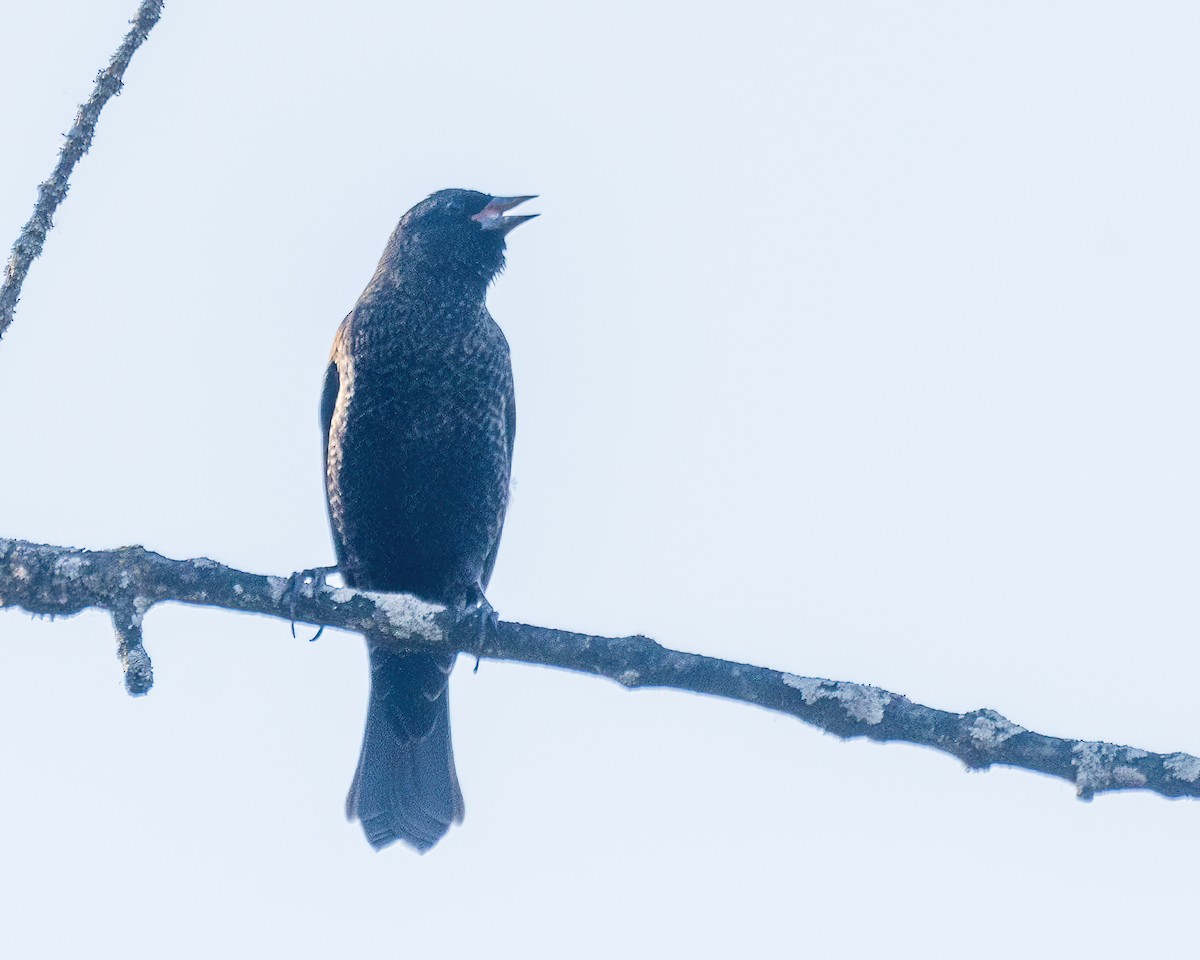 שחרורית אדומת-כנף - ML644299165