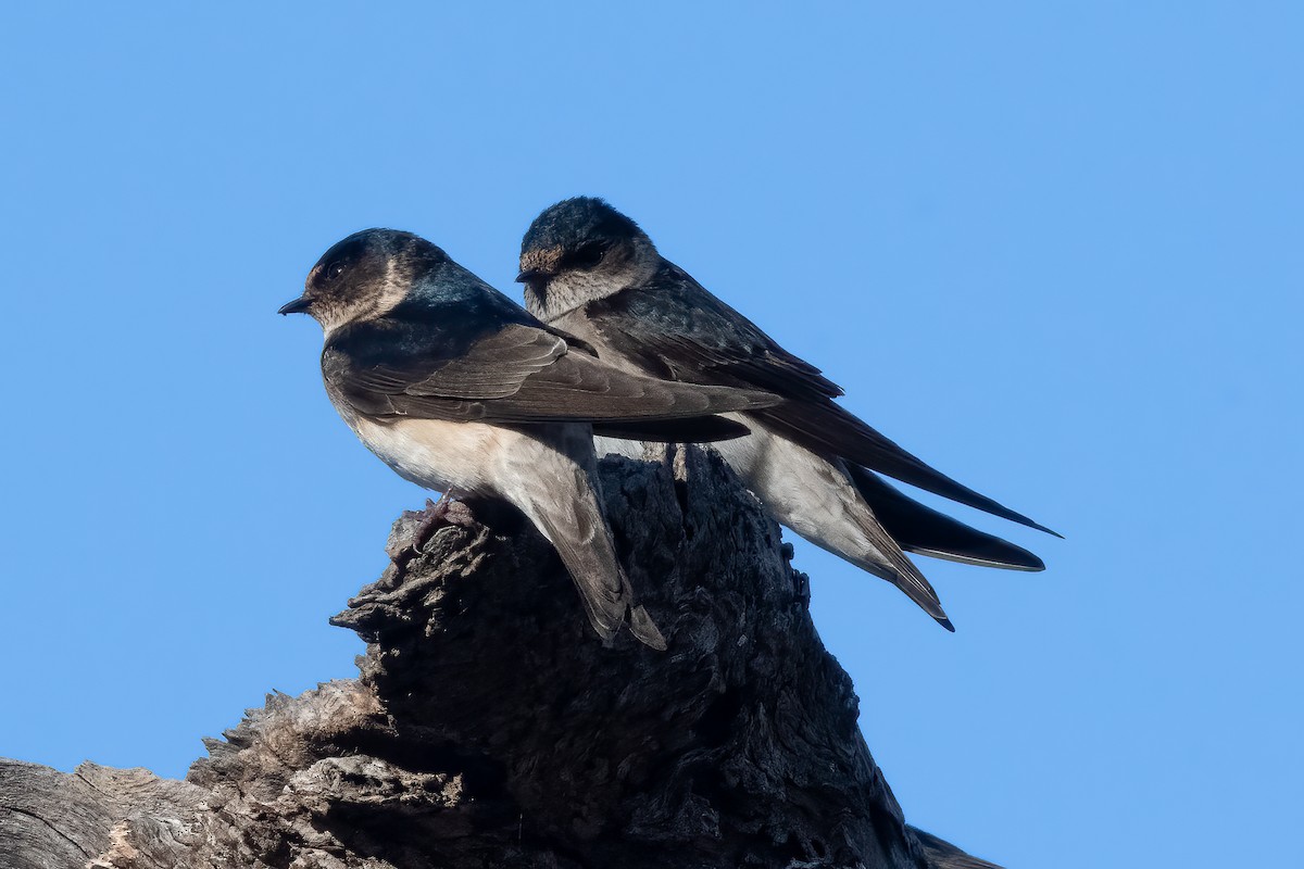 Tree Martin - ML644299166