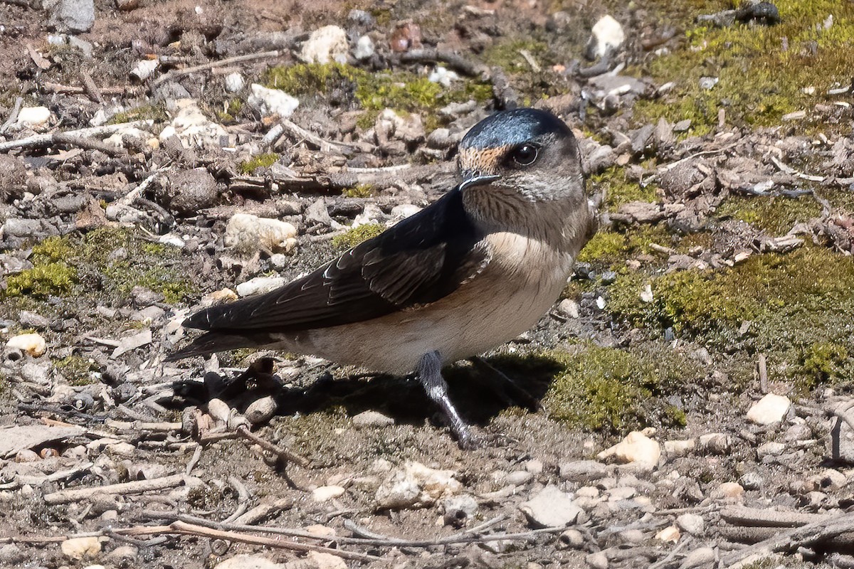 Tree Martin - ML644299167