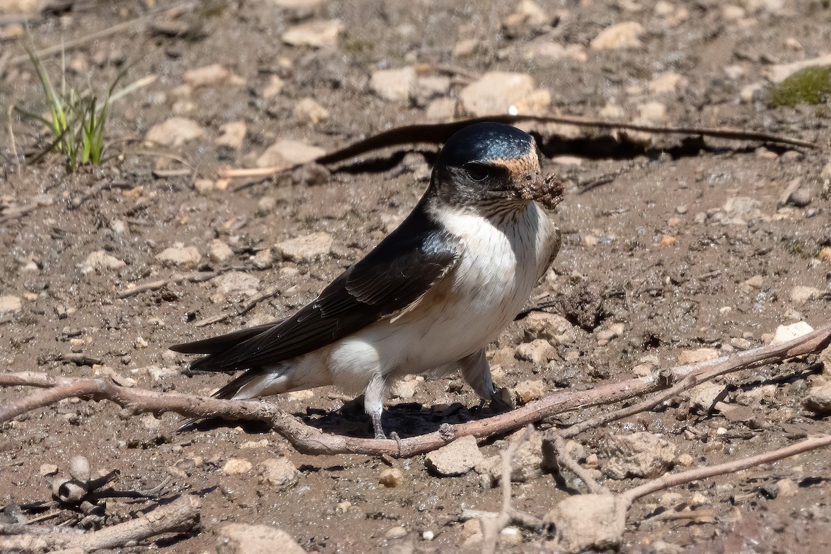 Tree Martin - ML644299168