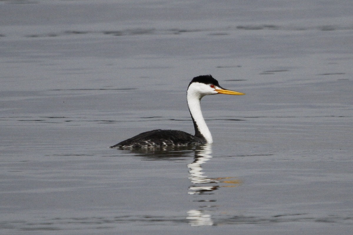 Grèbe à face blanche - ML644299172