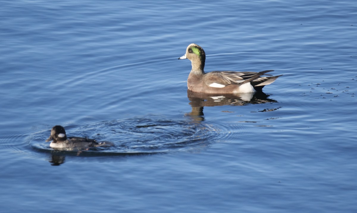 Canard d'Amérique - ML644299173