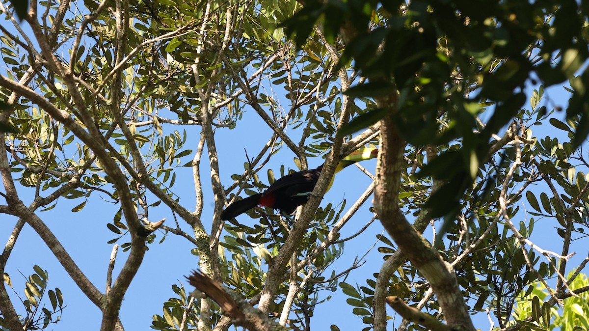 tukan středoamerický - ML644299176