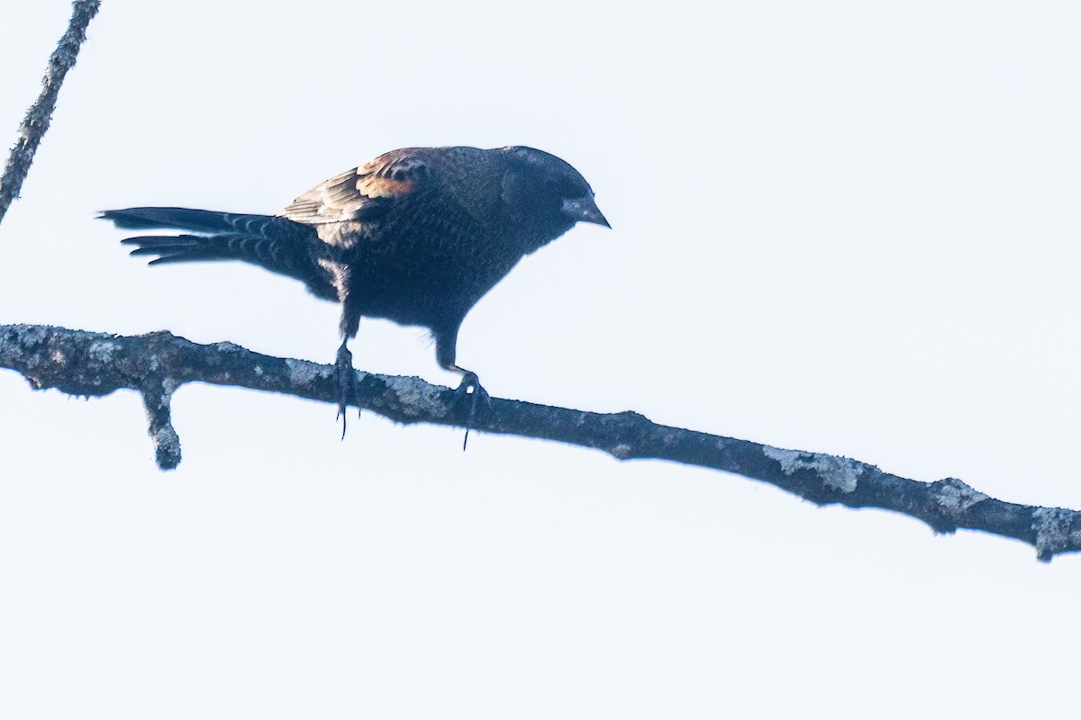 שחרורית אדומת-כנף - ML644299179