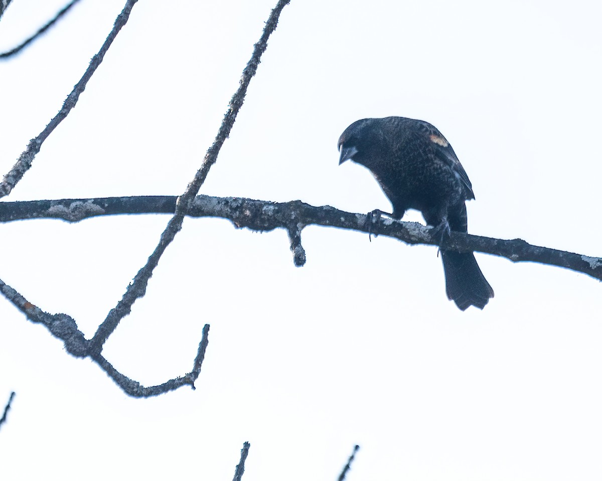 שחרורית אדומת-כנף - ML644299180