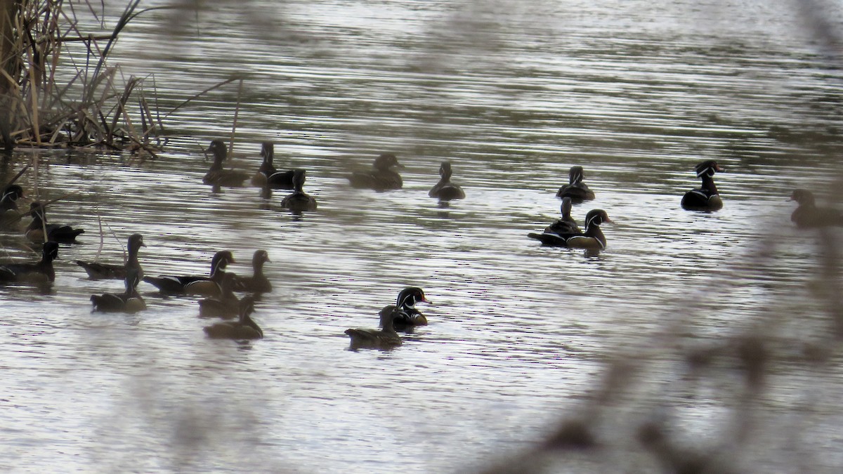 Wood Duck - ML644299186