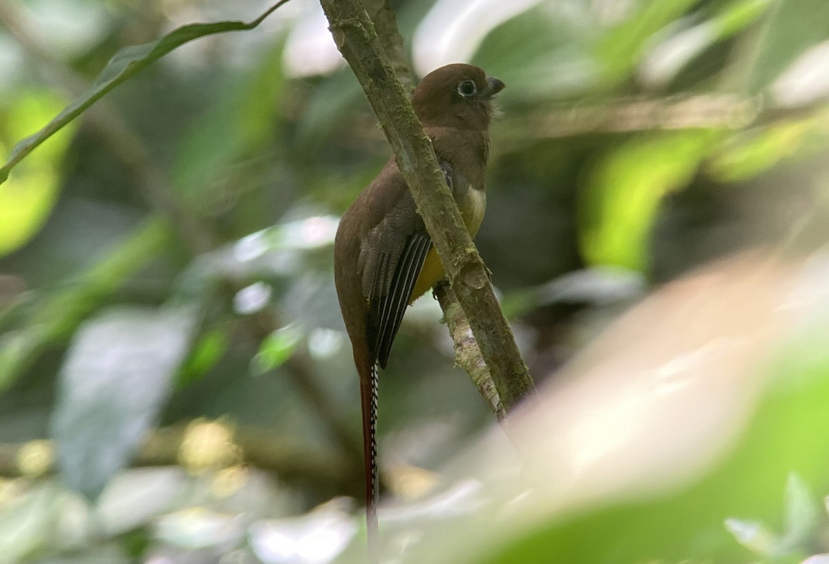 Graceful Black-throated Trogon - ML644299201