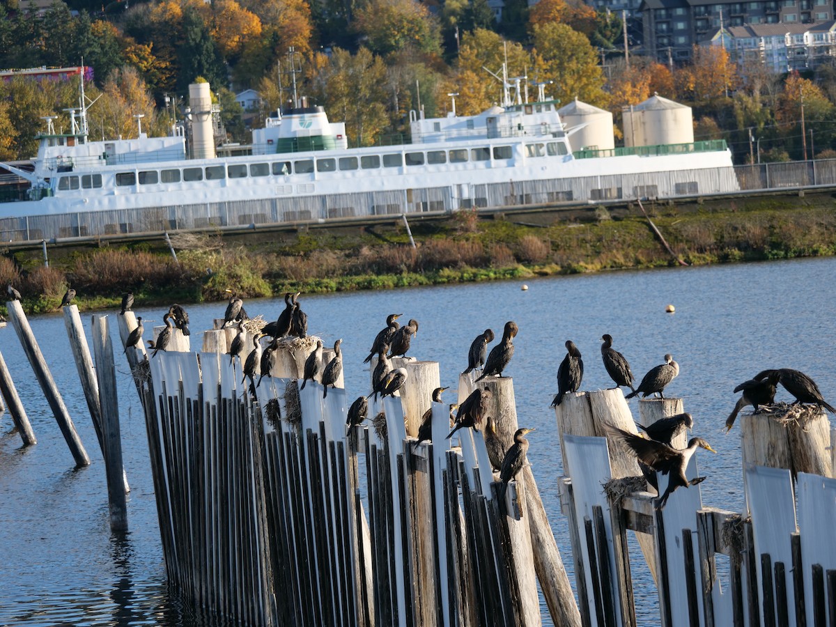 Cormoran à aigrettes - ML644299203