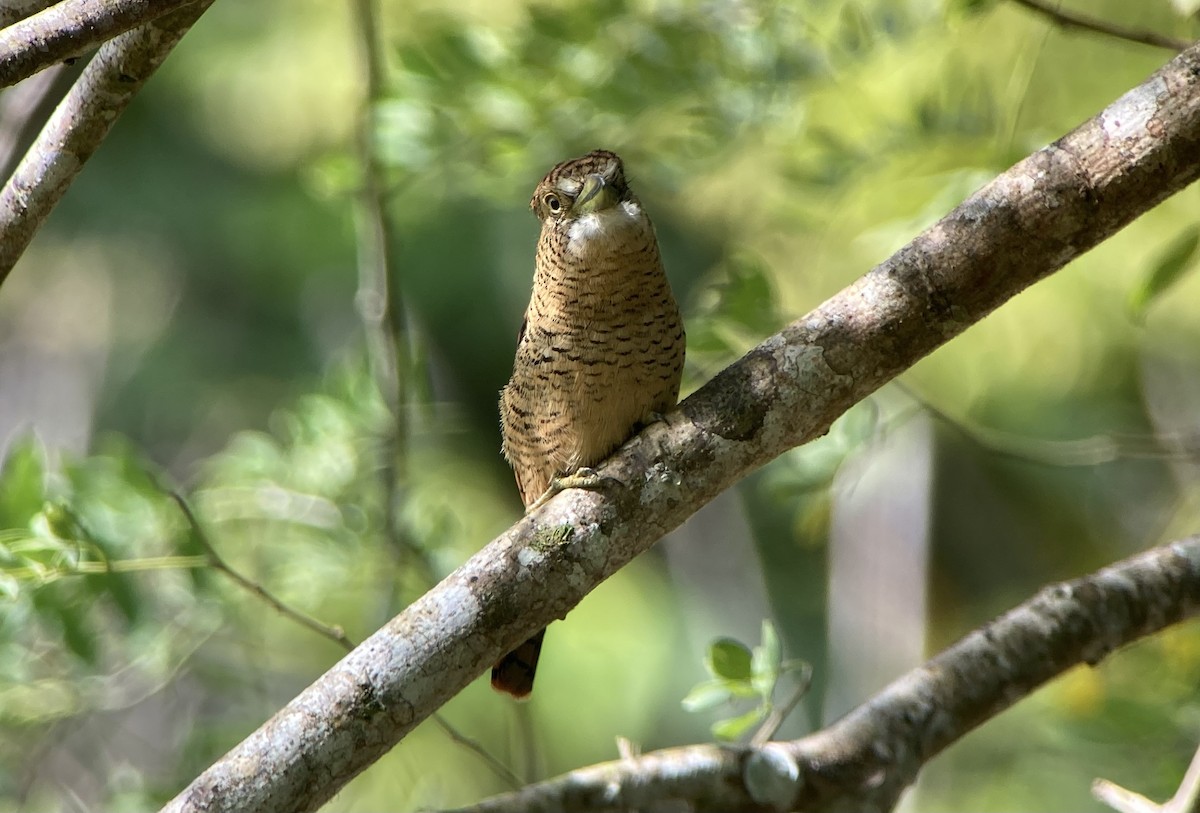 Barred Puffbird - ML644299211