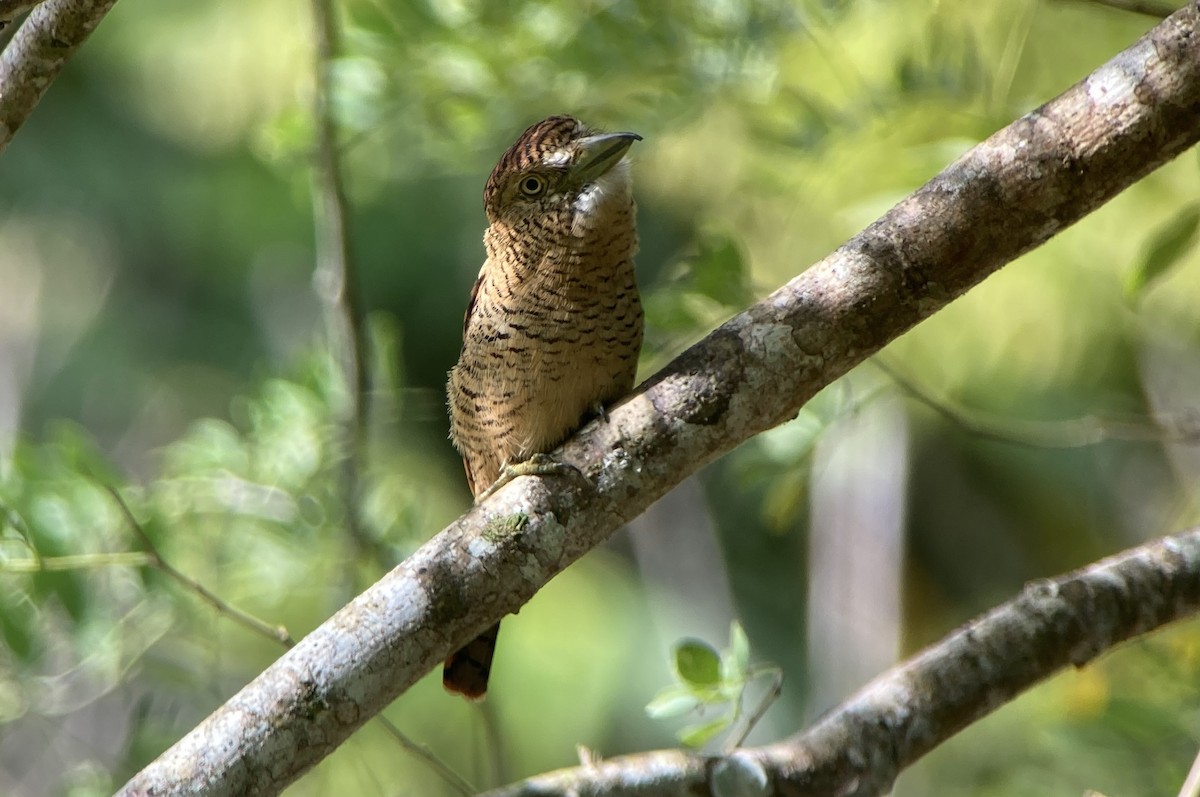 Barred Puffbird - ML644299213