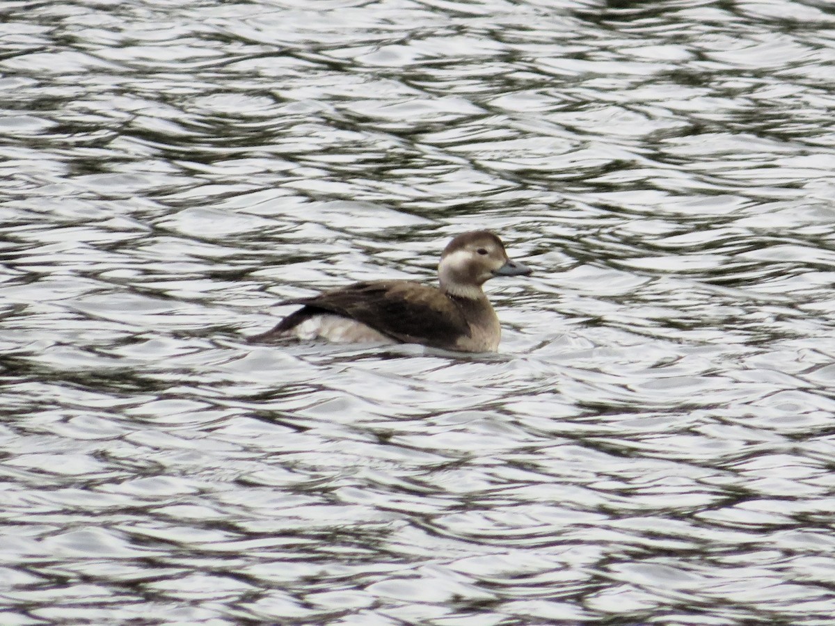 Long-tailed Duck - ML644299214