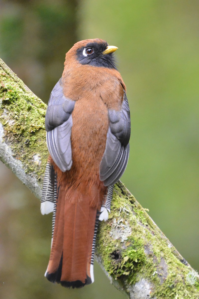 Trogon masqué - ML644299215